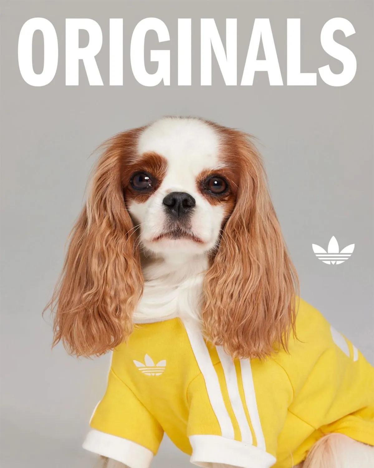 adidas Originals Is Dropping Apparel And Accessories For Pets