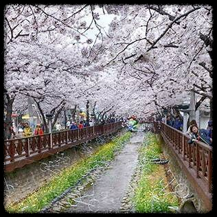 2025 진해 벚꽃 명소 BEST 7 - 인생샷 각도까지 알려드려요.