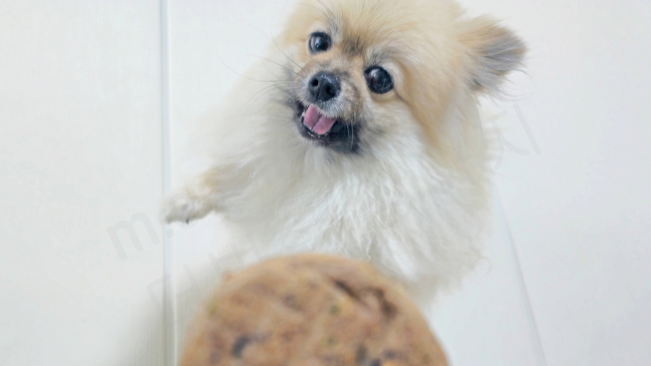 하림 강아지 더리얼 패티