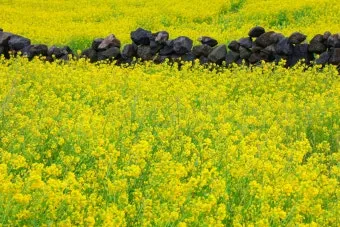 유채 재배 가을 파종 겨울 보온 봄 개화_12