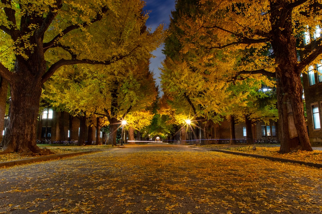 Ginkgo