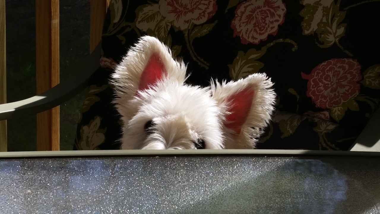 웨스트 하이랜드 화이트 테리어(West Highland White Terrier)5