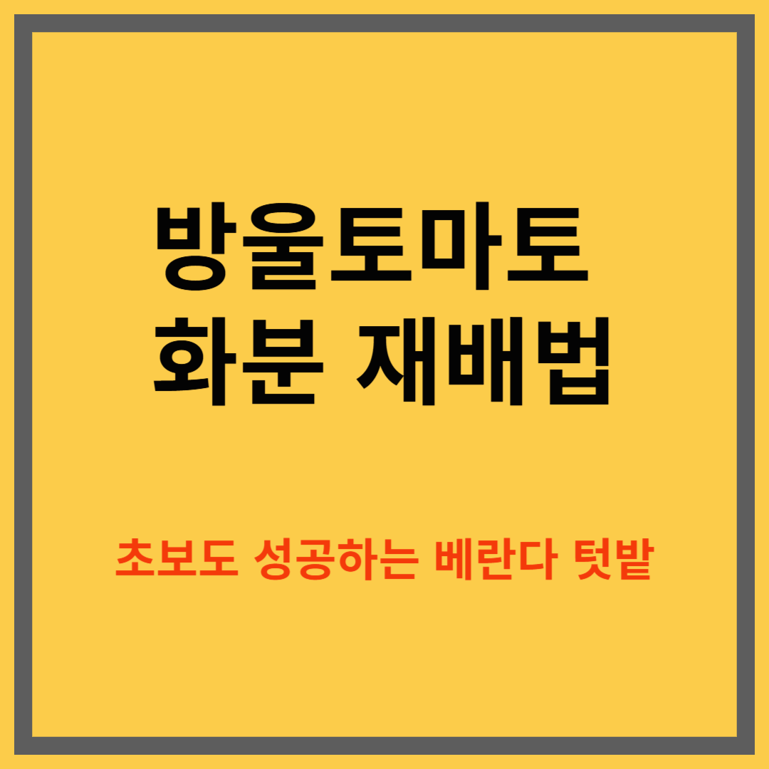 베란다에서 체리토마토(방울토마토) 키우는 방법, 초보자를 위한 화분 재배 가이드