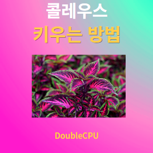 콜레우스 키우기