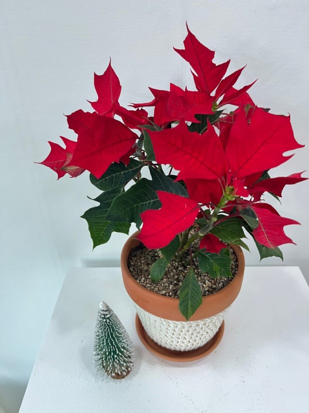 포엽의 착색이 예쁜 포인세티아의 모습