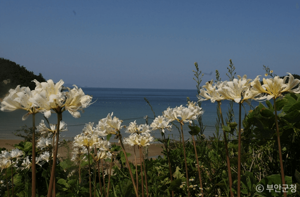 위도해수욕장 (부안군)
