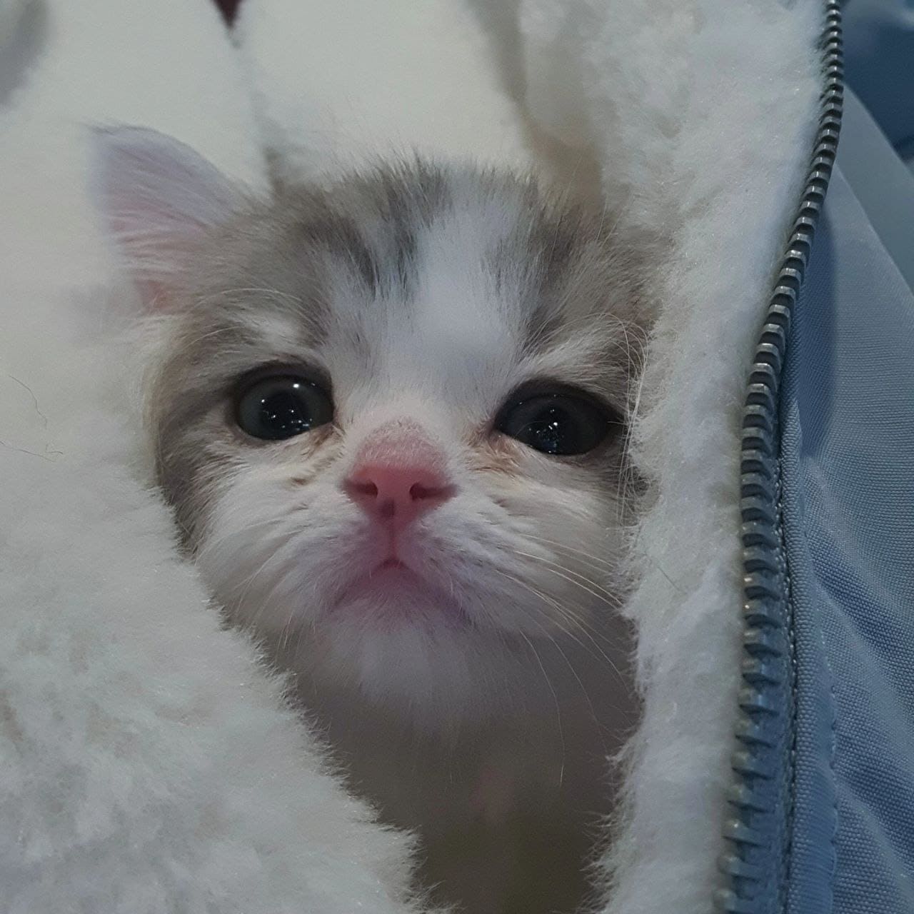 노르웨이 숲 고양이 외모