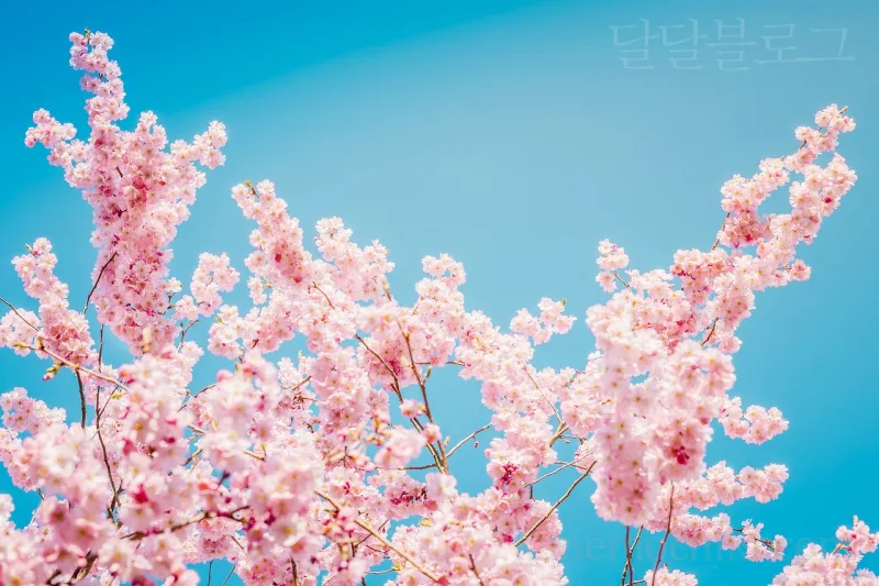 벚꽃