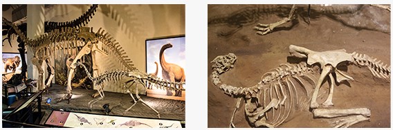 고성 공룡 박물관(8)