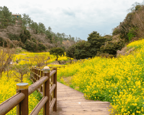 봄에 피는 꽃 순서