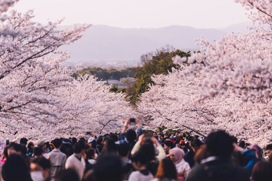 2025년 봄맞이 벚꽃 명소 완벽 가이드: 개화시기, 추천 장소, 감상 팁