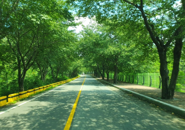 수도권 봄 드라이브 TOP 5