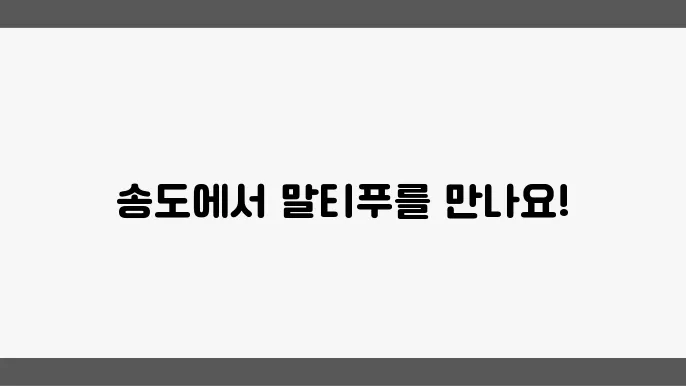 송돀말티푸분양 알아봅니다