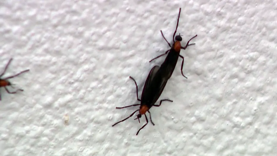 러브-버그가-짝-짓기를-하고-있는-모습