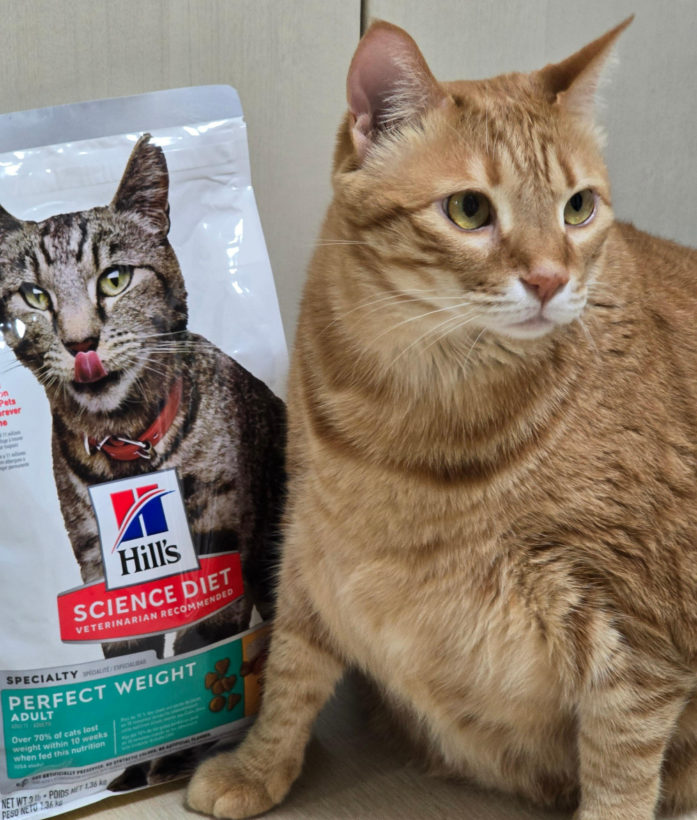 힐스캣퍼팩트웨이트 사료 후기7
