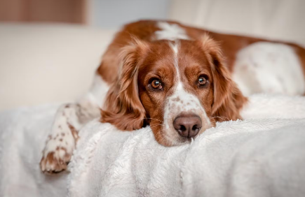 누워있는 강아지