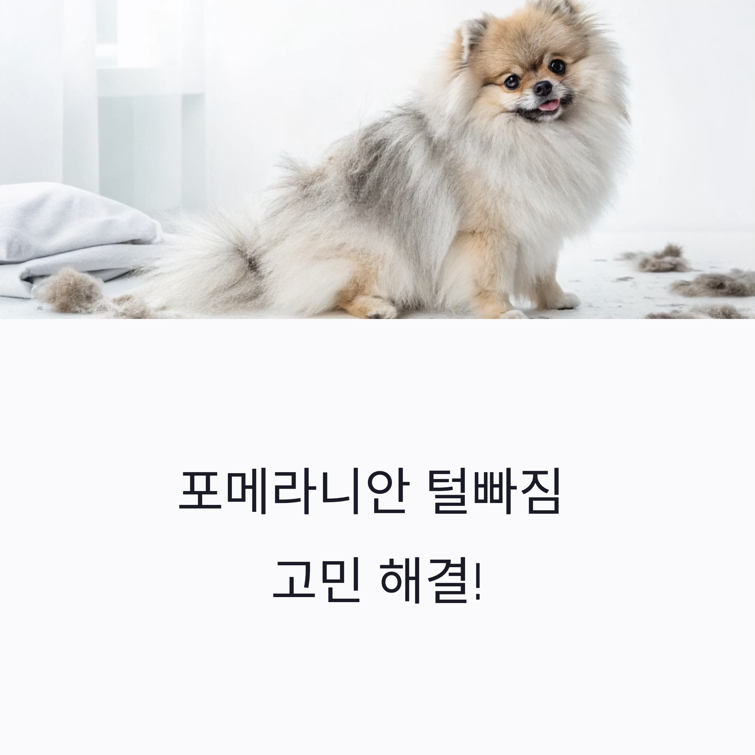 포메라니안 털빠짐 고민 해결!