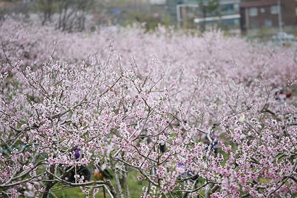 [4월 축제]서울근교 봄꽃 축제❘부천 춘덕산 복숭아꽃 축제❘복숭아꽃 개화가 절정이에요. 맛집 추천