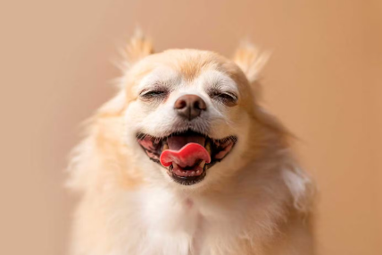 치와와