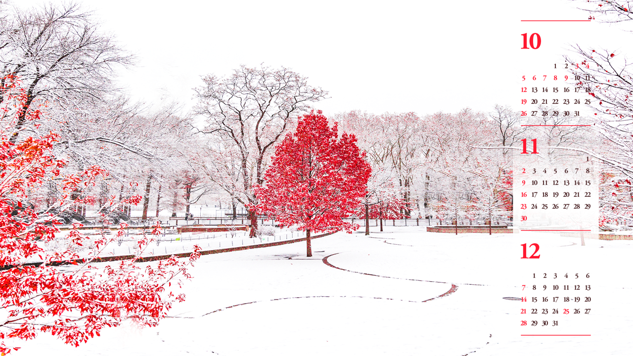 03 눈 내린 단풍나무 B - 2025년11월 노트북배경화면