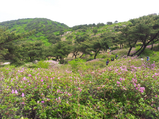 [6월 축제]제21회 양산 천성산 철쭉제❘기간, 일정, 프로그램 정리