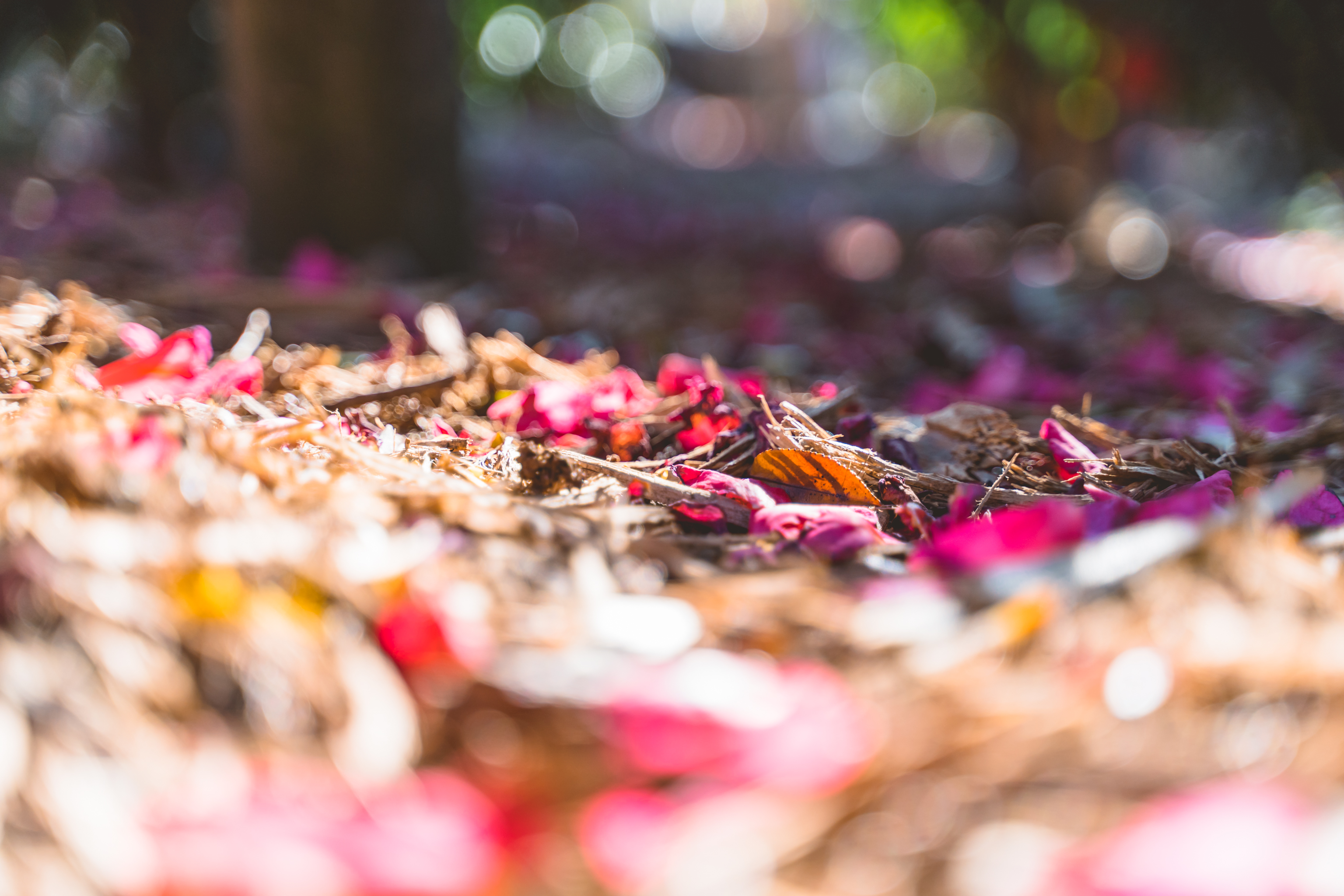 동백포레스트 이미지