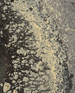 송화가루 시기와 꽃가루지수 확인 사이트