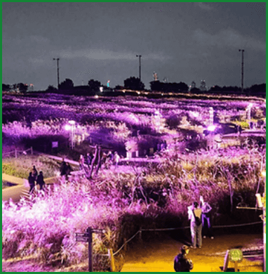 2024 서울 하늘공원 억새축제 행사 및 주차장 안내