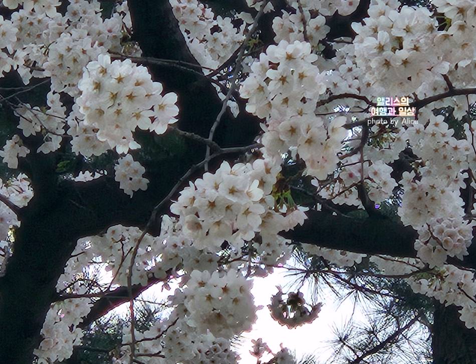 서울 벚꽃 명소 나들이 추천 경복궁, 덕수궁 4월 개화 상황 서울 가볼만한곳