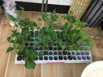 옥수수 키우는 법 품종 파종 수분수 당도 올리는 비결_12