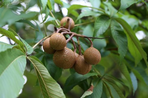 칠엽수