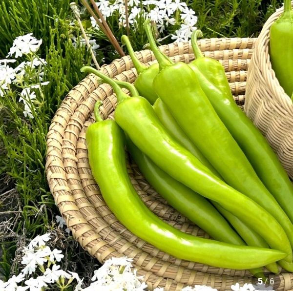 6시내고향-당조고추차-당조고추즙