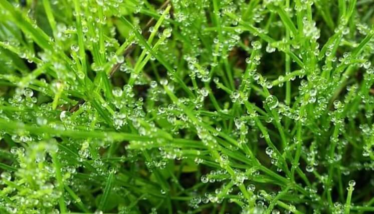 쇠뜨기-사진입니다.