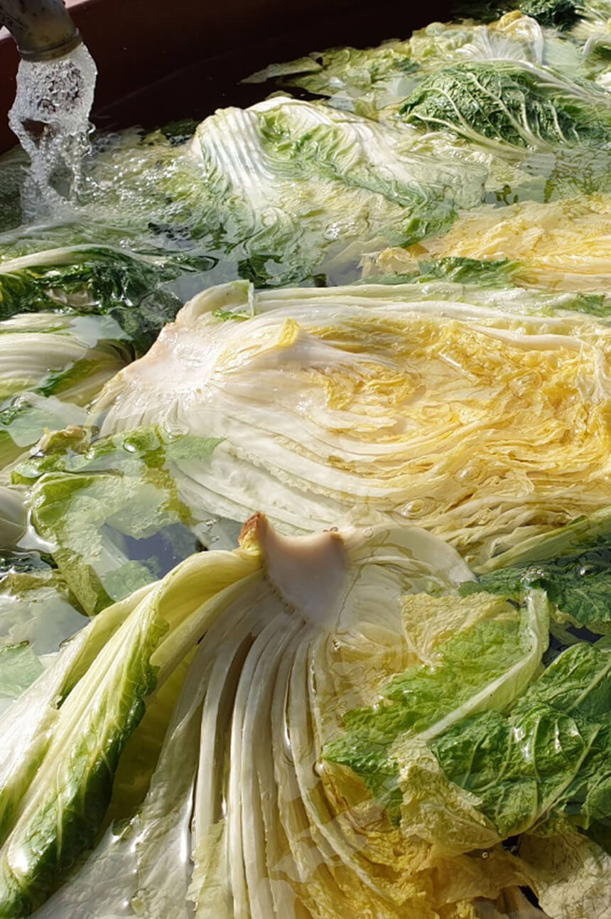 2024 절임배추 예약방법 기간 홈플러스 이마트 롯데마트 해남배추 괴산배추