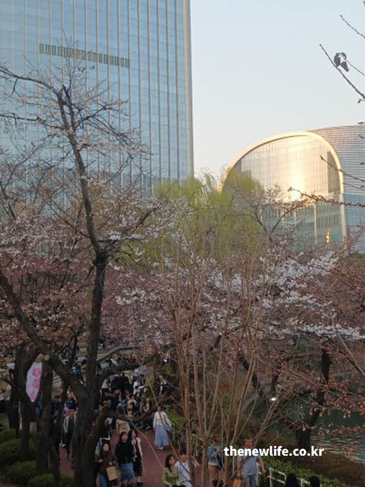 서울 석촌호수 벚꽃 밤 사진