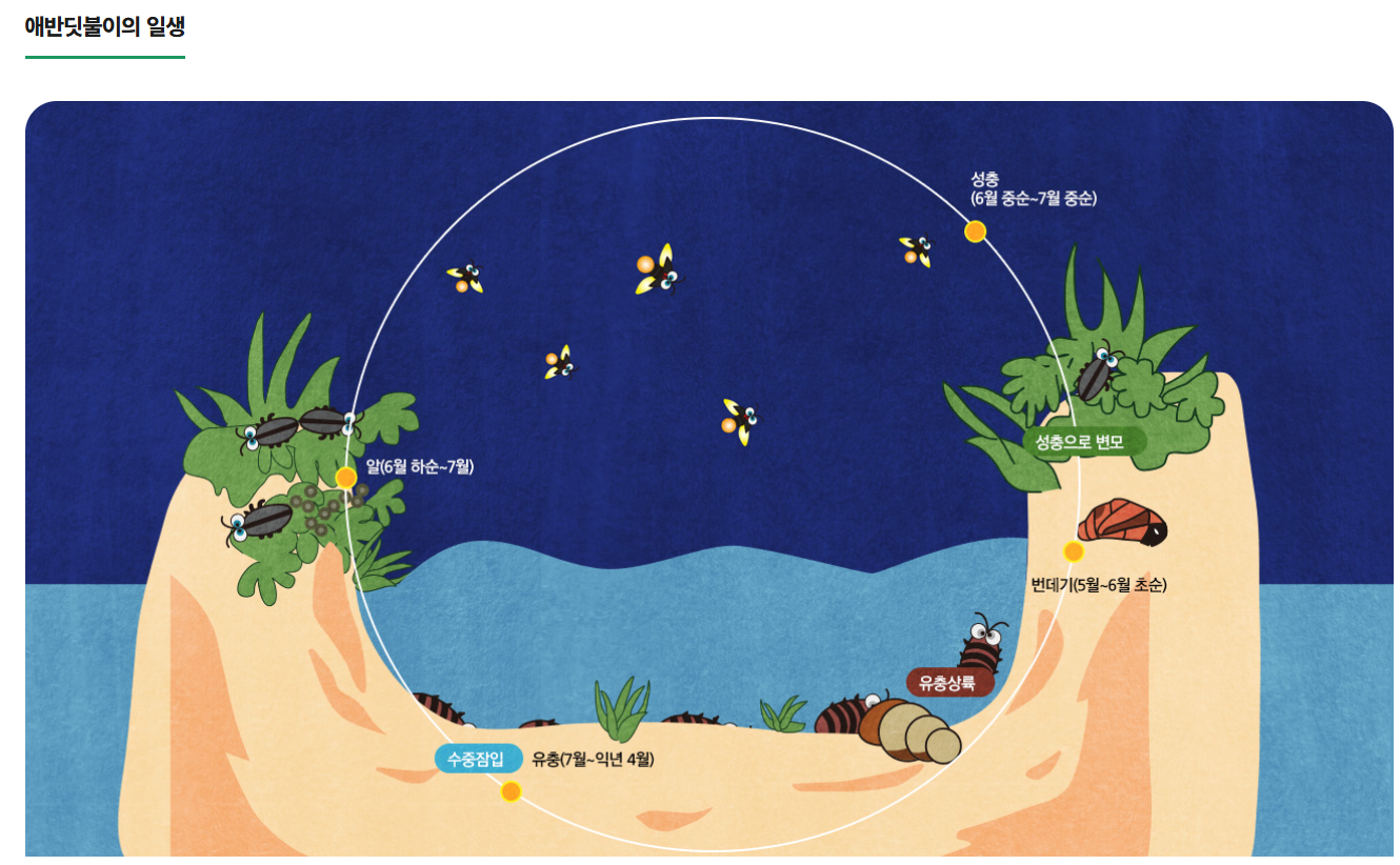 반딧불일생