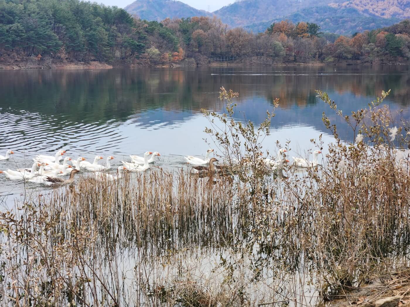 대청호 거위 아지트1