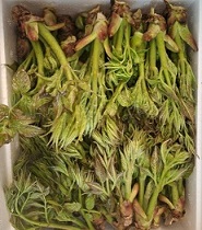 참두릅