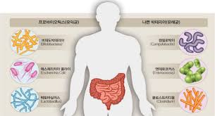 장내 미생물과 면역력의 관계: 건강한 장이 면역력을 결정한다