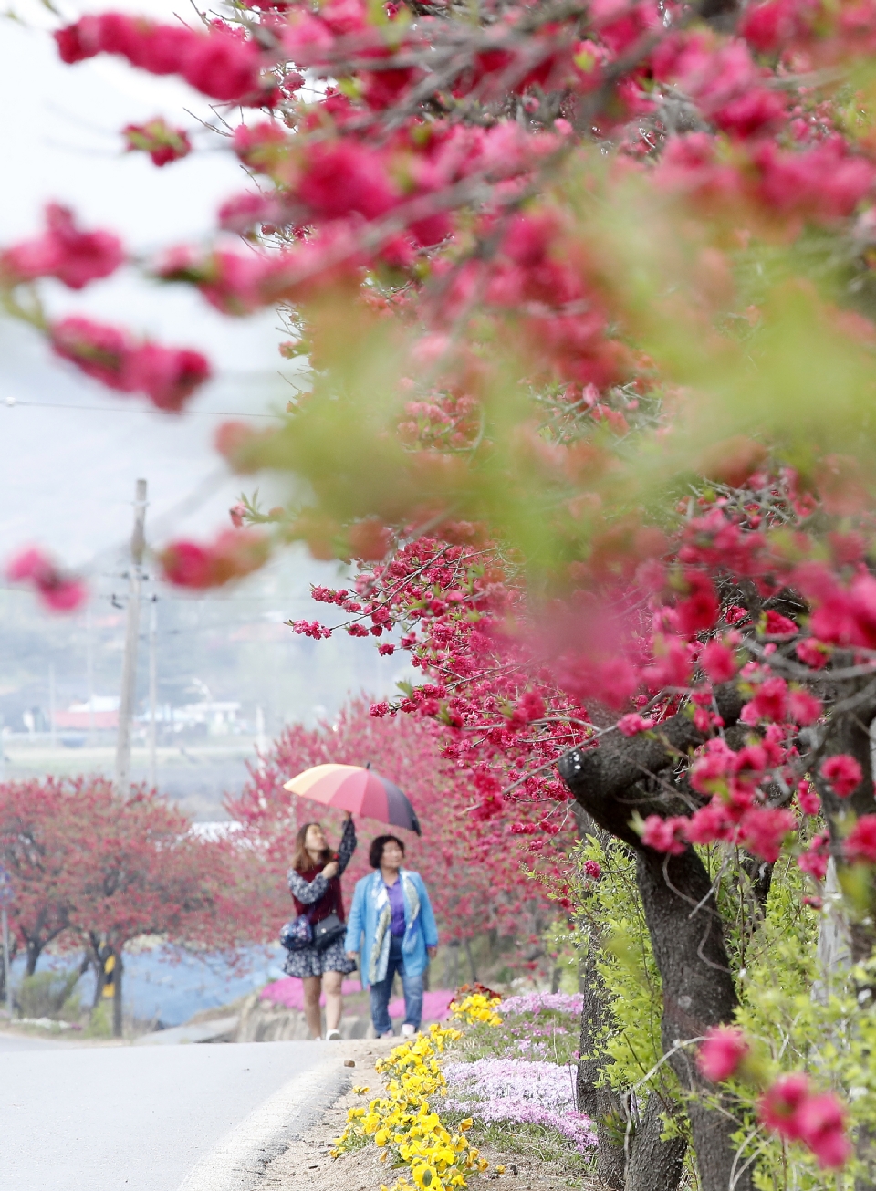 금산 홍도마을 제 14화 축제 기본일정과 특징 소개 