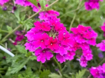 여름꽃 종류 모음 여름 꽃나무 추천 12가지 정리_21