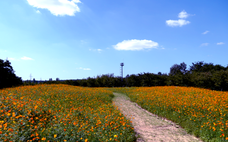 드림파크 국화축제