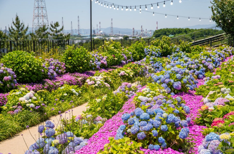 2025 울산 장생포 수국축제 일정·위치·요금 총정리! (6.7~6.29)
