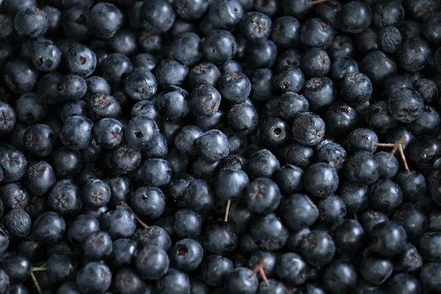 아로니아 효능 칼로리 권장섭취량_3