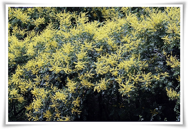 화초 "모감주나무" 황금빛 비를 내리는 신비로운, 꽃보다 열매가 예쁜 나무!