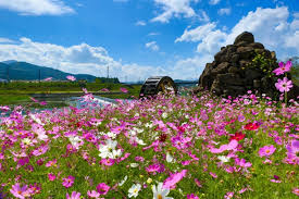 제24회 석곡 코스코스 음악회 기본일정과 출연진 소개 황민호 미스김 현진우 서경주 출연