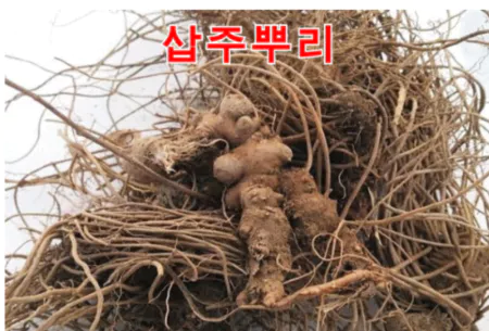 삽주뿌리