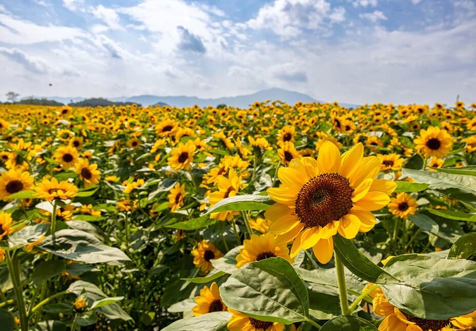 2025 고석정 꽃밭 입장료