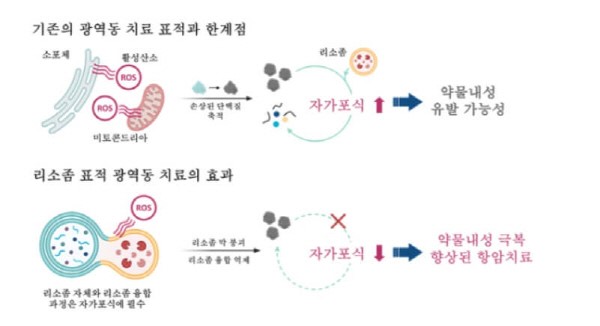 암치료-작용-메커니즘