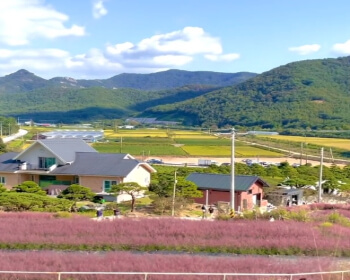 고창 핑크뮬리 축제_20
